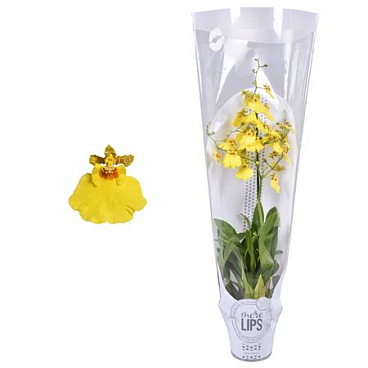 Oncidium 1st Pupikea Yellow Morelips Sleeve