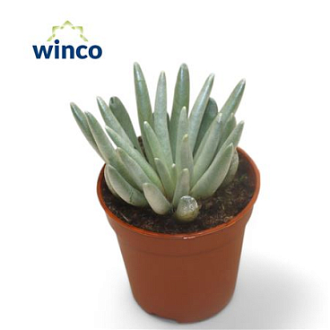 Senecio Scapusis