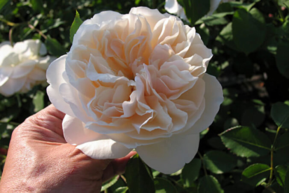 Роза парковая Личфилд Энджел