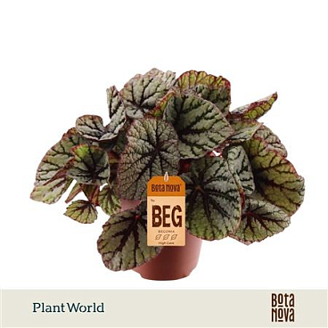 Begonia Rex Fedor