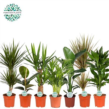 Groen Mix Kamerplanten