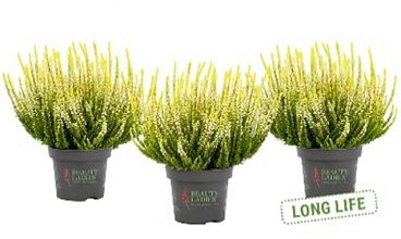 Каллуна обыкновенная Агнета