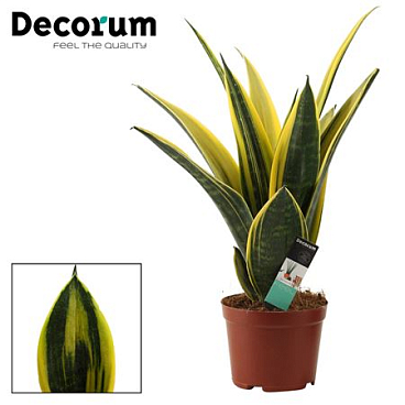 Sansevieria Golden Flame (decorum)