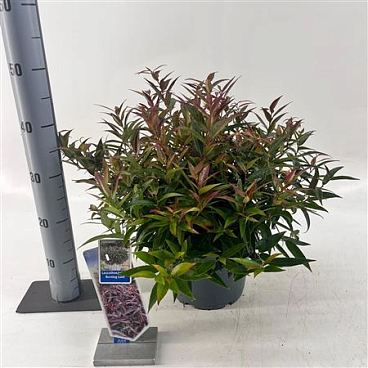 Leucothoë Keiskei Burning Love