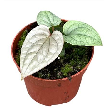 Anthurium Luxurians
