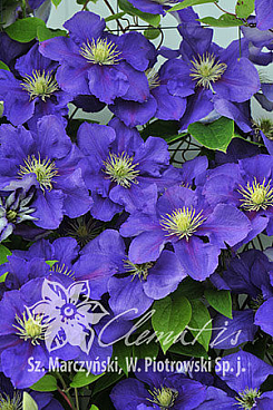 Клематис гибридный Генерал Сикорски