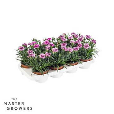 Dianthus Car Sissy