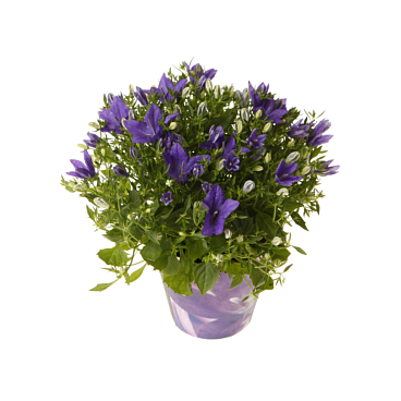 Кампанула изофилла Наполи