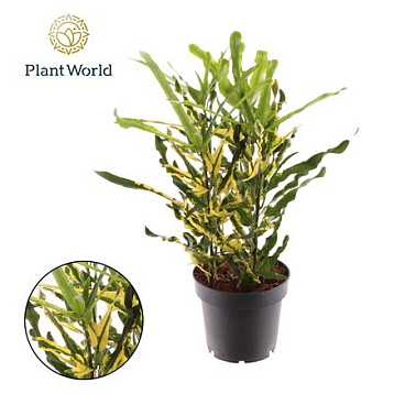 Croton Pigtail 3pp Head