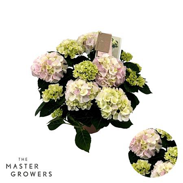 Hydrangea Ma Hi Diamond Pink 9+