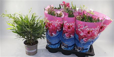 Nerium Oleander Single Flower Mix