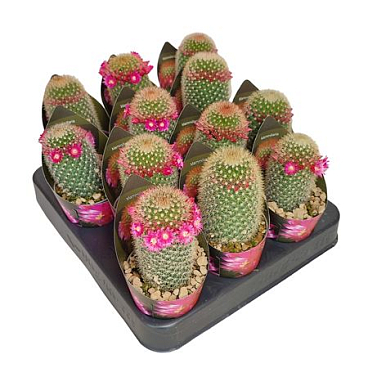 Mammillaria Spinosissima Potcover