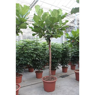 Ficus Lyrata On Stem