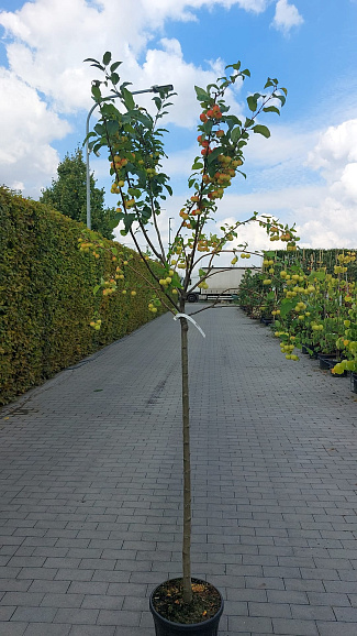 Яблоня декоративная Ред Сентинел штамб 120