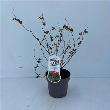 Neillia Affinis