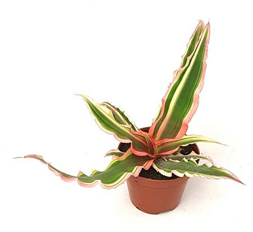 Cryptanthus It