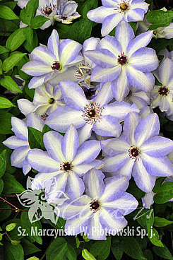 Клематис гибридный Иван Олссон