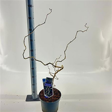 Corylus Avellana Red Majestic