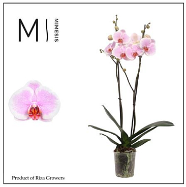 Phalaenopsis Romance 2 Spike - 12cm | Mimesis