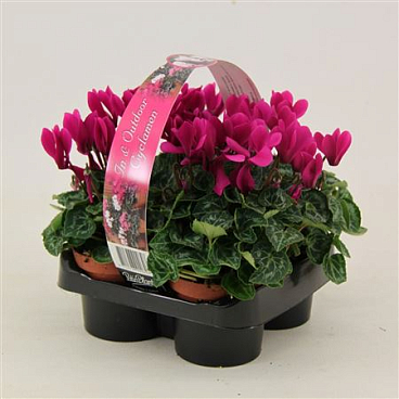 Cyclamen Verano Violet 4-pack
