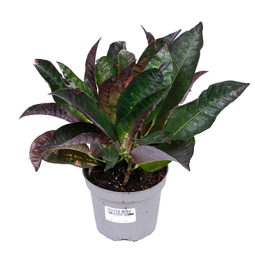 Кодиеум Миссис Айстон