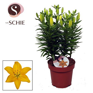 Lilium As Matrix Yellow 5pp