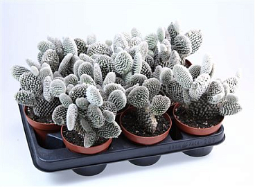 Opuntia Microdasys Albata