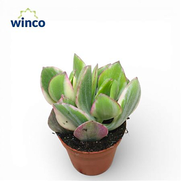 Crassula Ovata Variegata