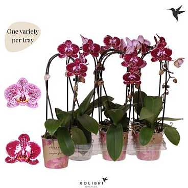 Phal 1st Casc Pink Mut
