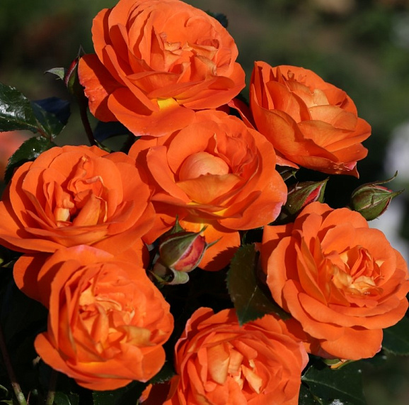 Роза флорибунда Манго