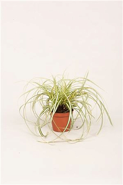 Carex Evergold