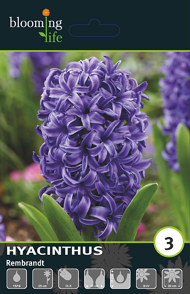 Гиацинт садовый Рембрандт