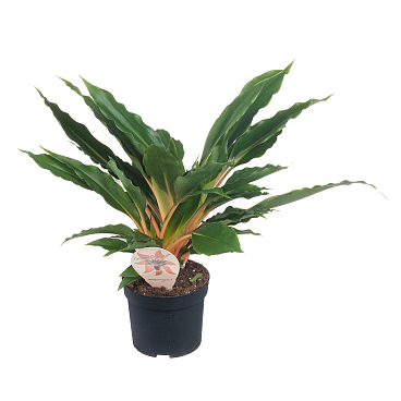 Хлорофитум Грин Оранж