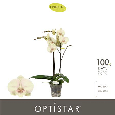Phal 2st Optistar Turner 15+ (opti)