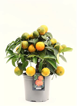 Citrus Red Lime On Stem