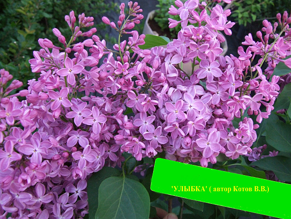 Сирень гиацинтовая Улыбка