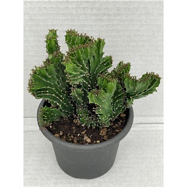 Euphorbia Triangularis Cristaat