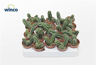 Echinocereus Scheeri Gentyi