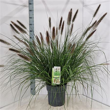 Pennisetum Alo Viridescens