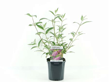 Buddleja Dav Pink Delight