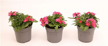 Verbena Drums Pink