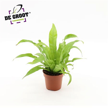 Asplenium Antiquum