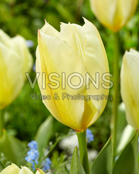 Тюльпан гибрид фостера Пуриссима