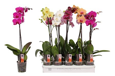 Phal 1st Mix 9+ (vijverberg)