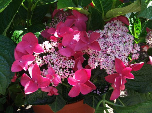 Гортензия крупнолистная Леди Ин Ред