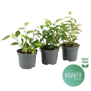 Ficus Be Royal Mix 2srt