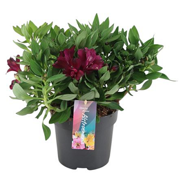 Alstroemeria Inticancha Dark Purple