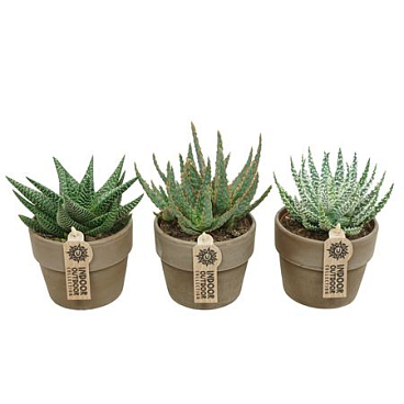 Aloe Haworthia Mix Grey Cover
