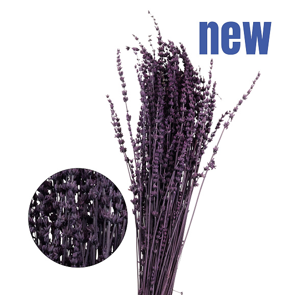 Яблоня домашняя Богатырь