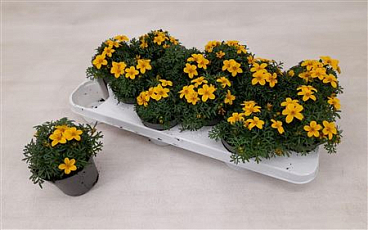 Bidens Yellow Charm